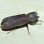 Bostrychoplites cornutus